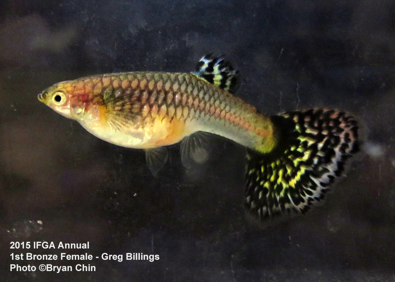 bronze female guppy