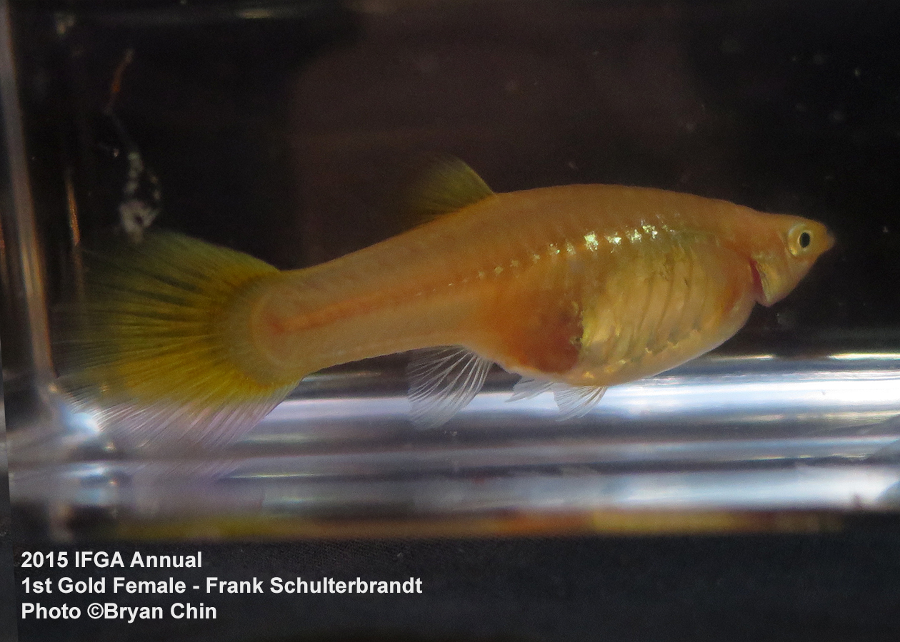 gold female guppy