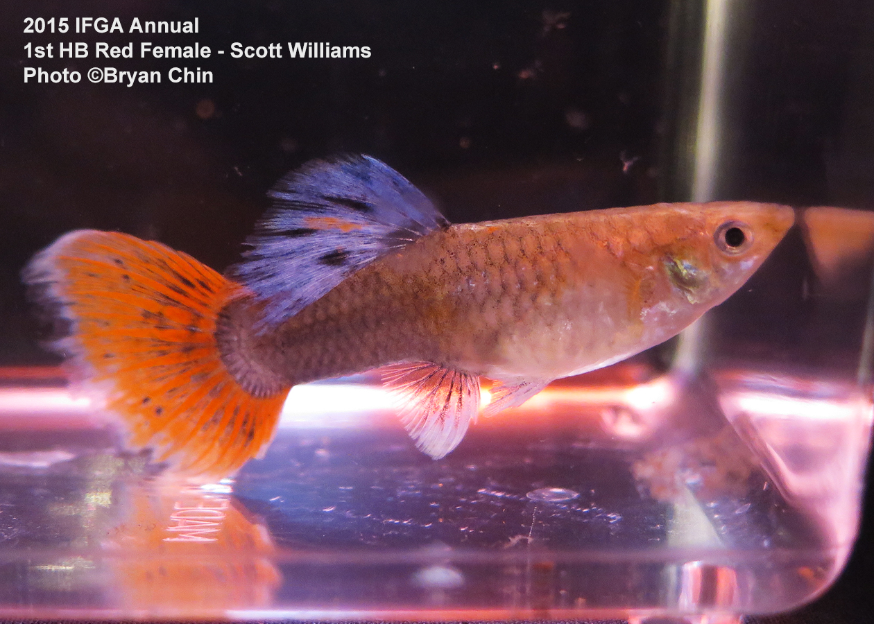 half black red female guppy