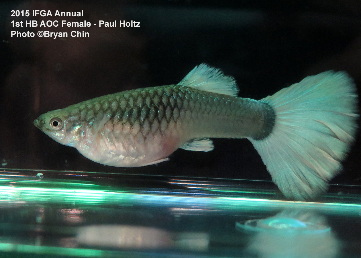 half black female guppy aoc