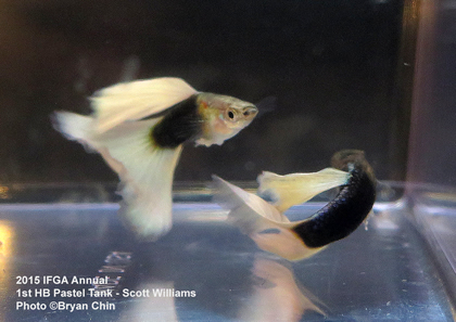 half black pastel guppy tank