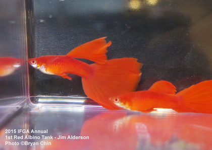 red albino guppy tank