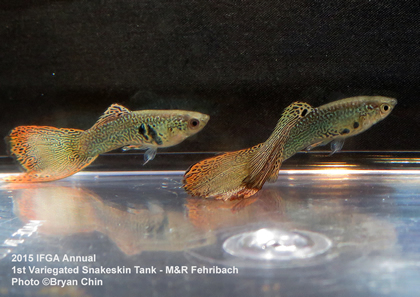 variegated snakeskin guppy tank