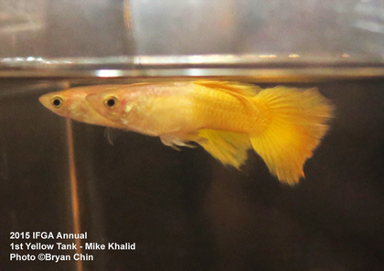 yellow guppy tank