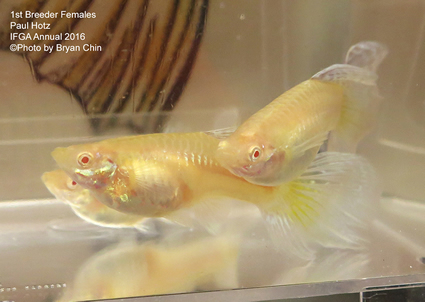 female guppy albino