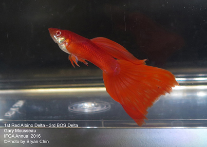 guppy red albino delta