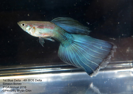 blue guppy