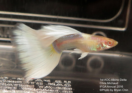 albino guppy metal