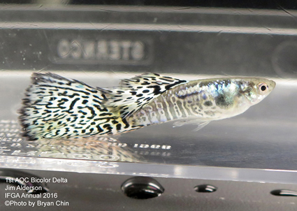 AOC Bicolor guppy white