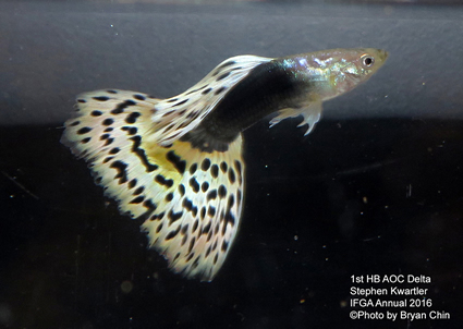 Half black hb aoc guppy