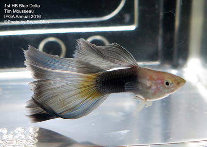 half black blue guppy