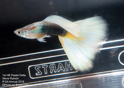 half black pastel guppy