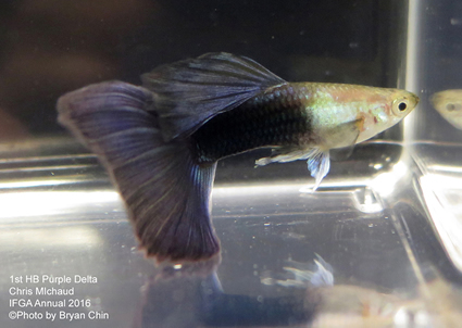 half black purple guppy