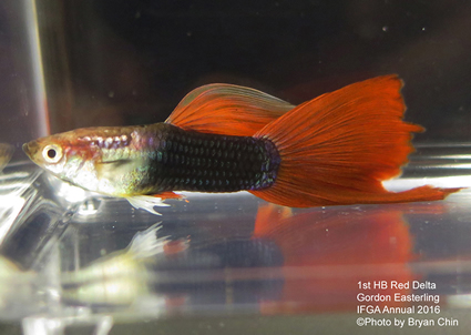 half black red guppy