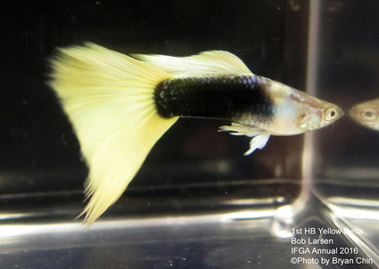 half black Yellow guppy