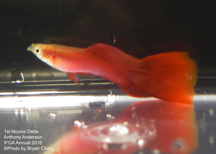 red guppy