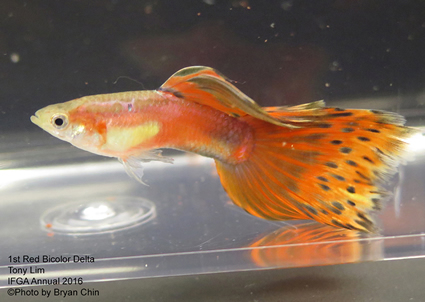 red bicolor guppy