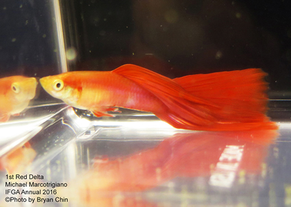 red guppy