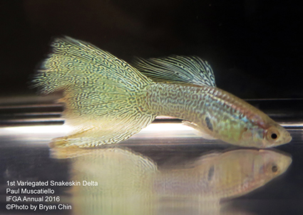 variegated snakeskin guppy