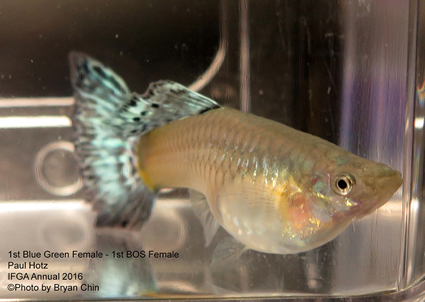 Blue green female guppy