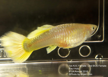 Yellow guppy female