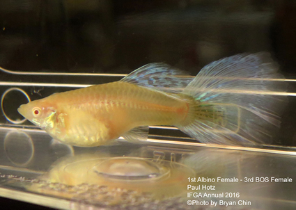 albino female guppy