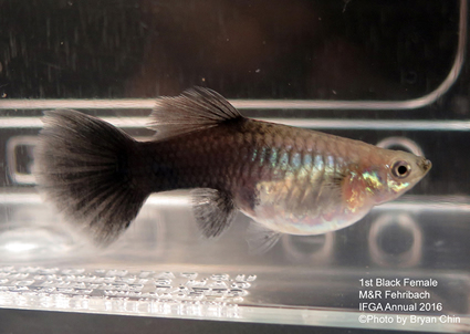 black female guppy