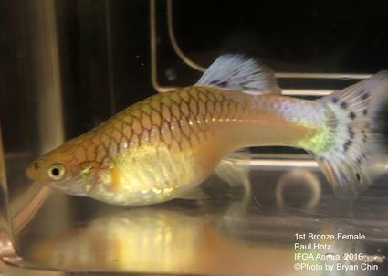 bronze female guppy