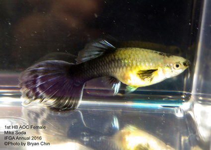 half black female guppy