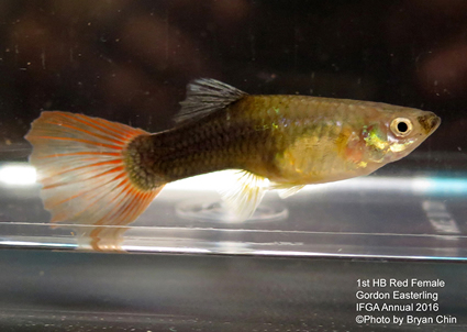 half black red female guppy