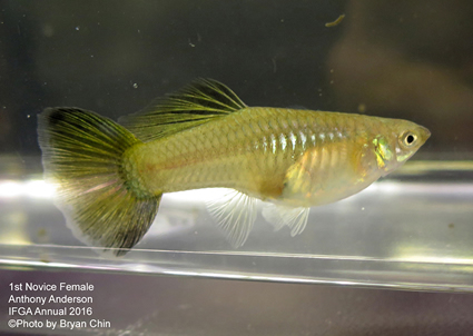 novice female guppy