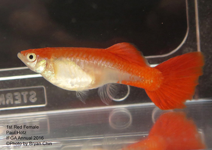 red female guppy