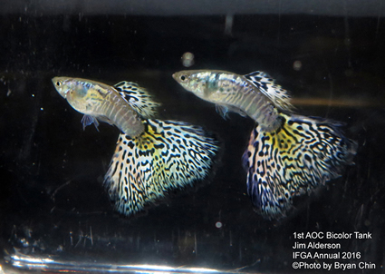 aoc bicolor guppy white