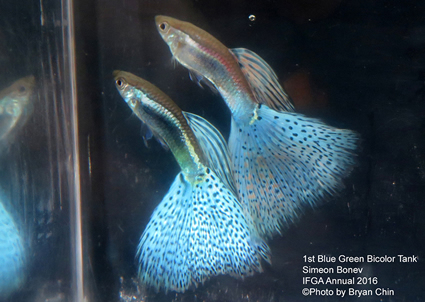 blue green bicolor guppy