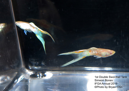 double swordtail guppy