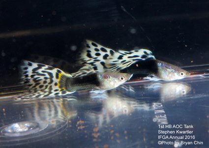 half black bicolor guppy