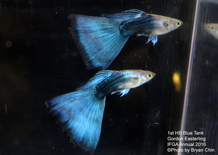 half black blue guppy