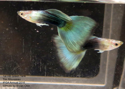 half black green guppy