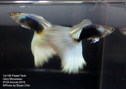 half black pastel guppy