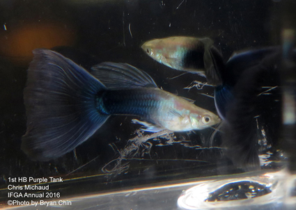 half black purple guppy