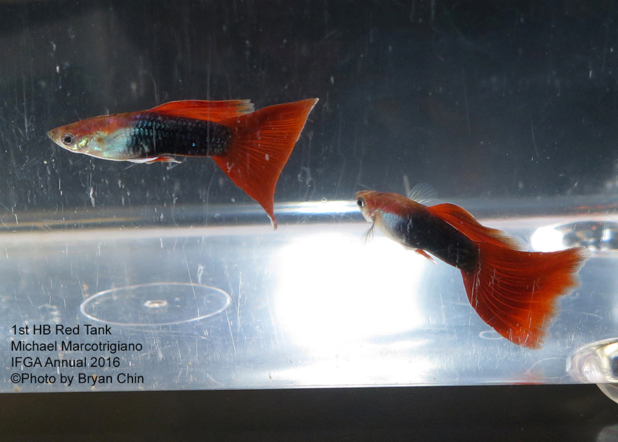 half black red guppy