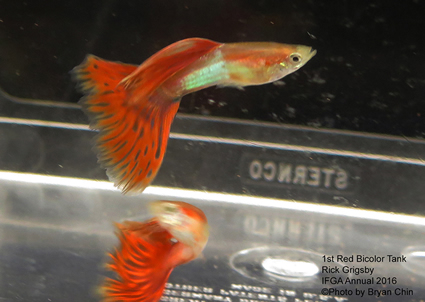 red japan blue bicolor guppy