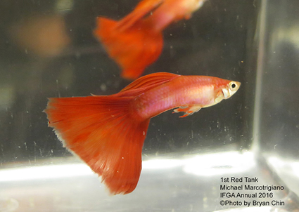 red guppy