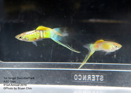 Single swordtail guppy