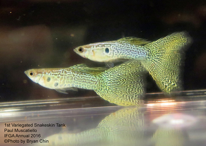 variegated snakeskin guppy