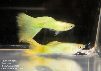 yellow guppy