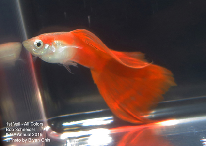 red veil guppy