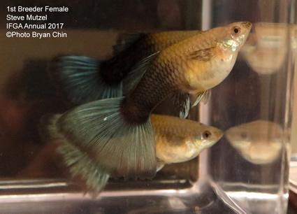 hb half black blue guppy female green