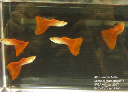 red guppy breeder