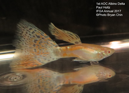 Albino Multicolor Guppy